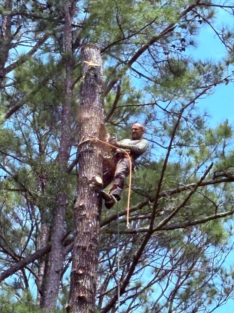 All Photos for Top Notch Tree Experts in Orange Park, FL