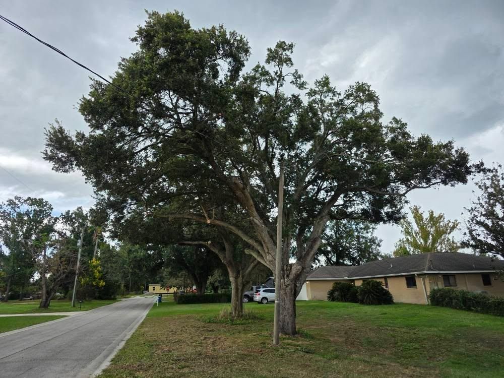 All Photos for Bay Area Bobcat in Riverview, FL