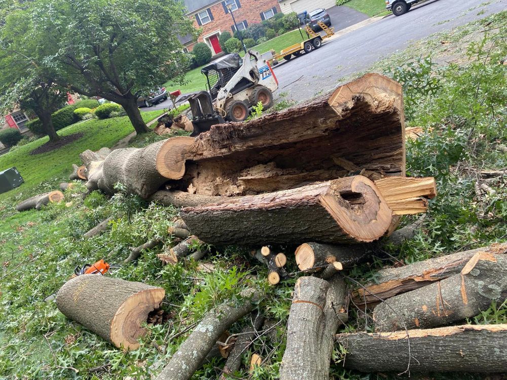 Tree Trimming and Removal for DIAZ TREE in Stafford, VA