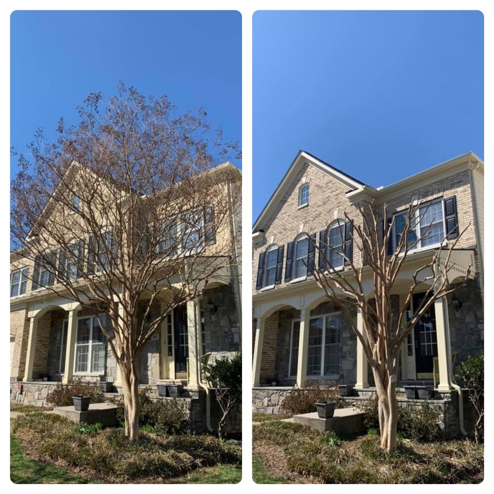 All Photos for Branch Out Tree Care LLC in Fredericksburg, VA