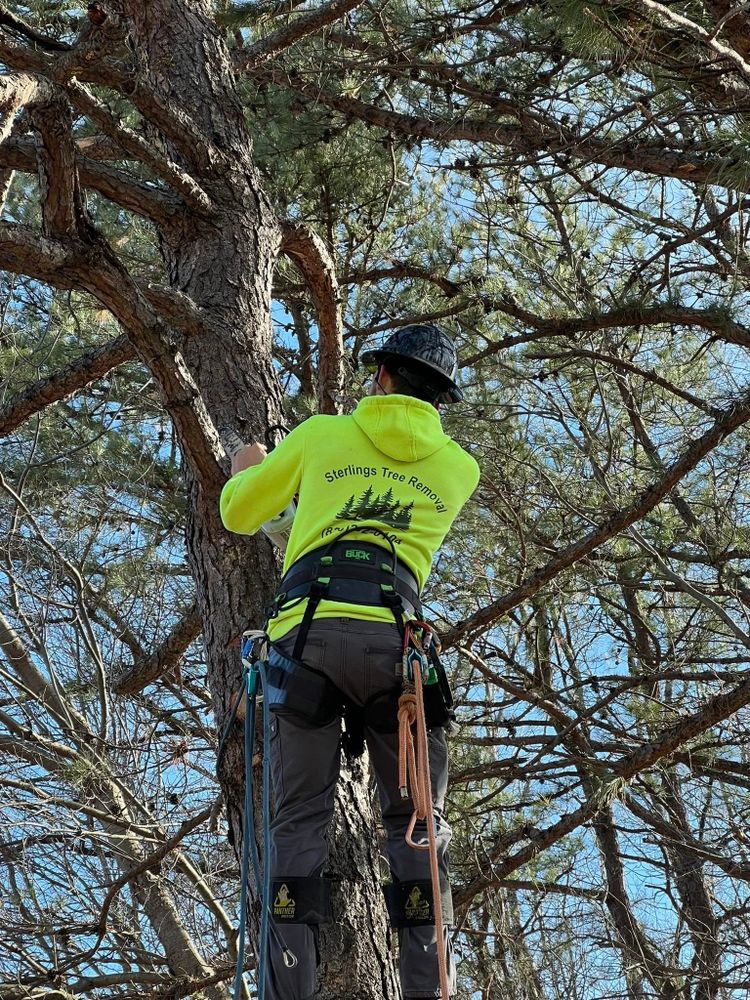 Sterlings Tree Removal team in Cobleskill, New York - people or person