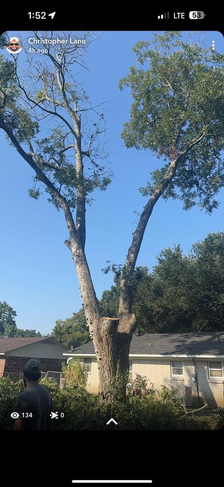 Tree Removal for Morace Tree Service in Natchez,,  MS