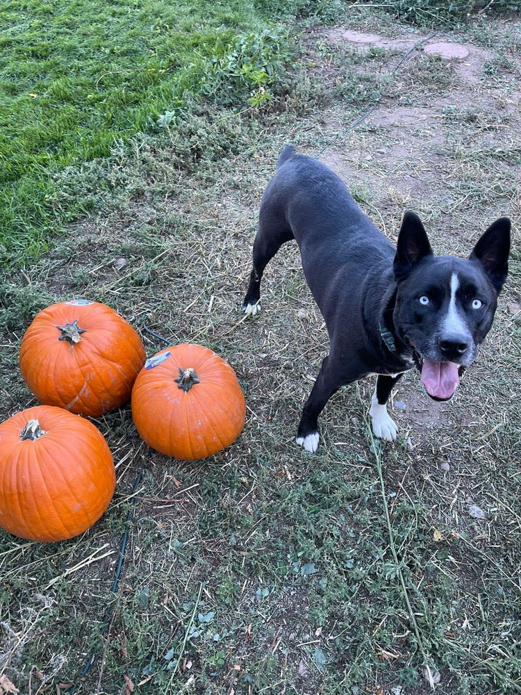 It's really about the pets we meet along the way... for Mr. Pipe Dreams LLC in Colorado Springs, CO