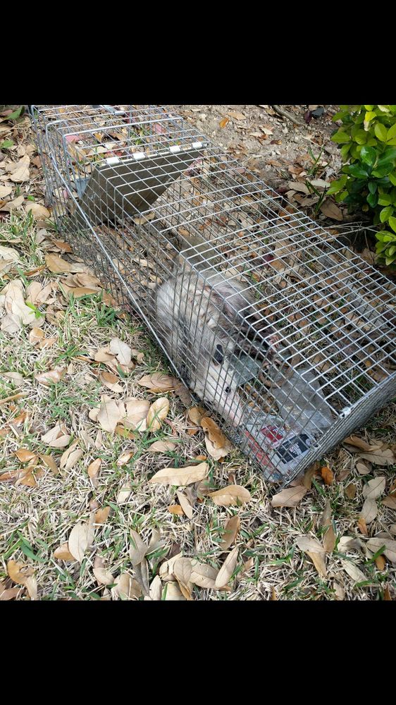 Wildlife Control for Toppers Wildlife Removal in Garland, TX