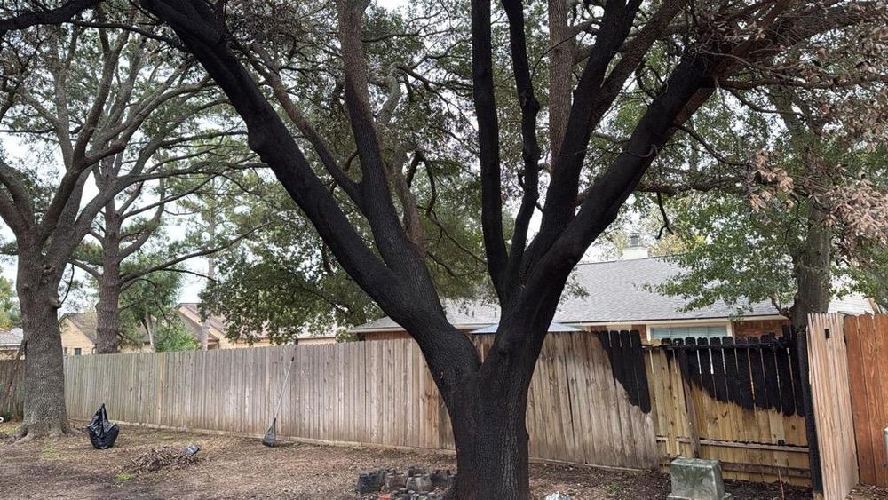 All Photos for Servin's Tree Care  in Houston, TX