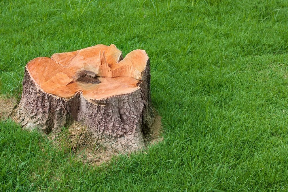 Stumps can be incredibly frustrating to deal with on a property. Let us bring our stump grinder over and take care of any size stump within a single afternoon. for Man's Asap Landscaping and Handyman Services LLC in Lagrange, GA