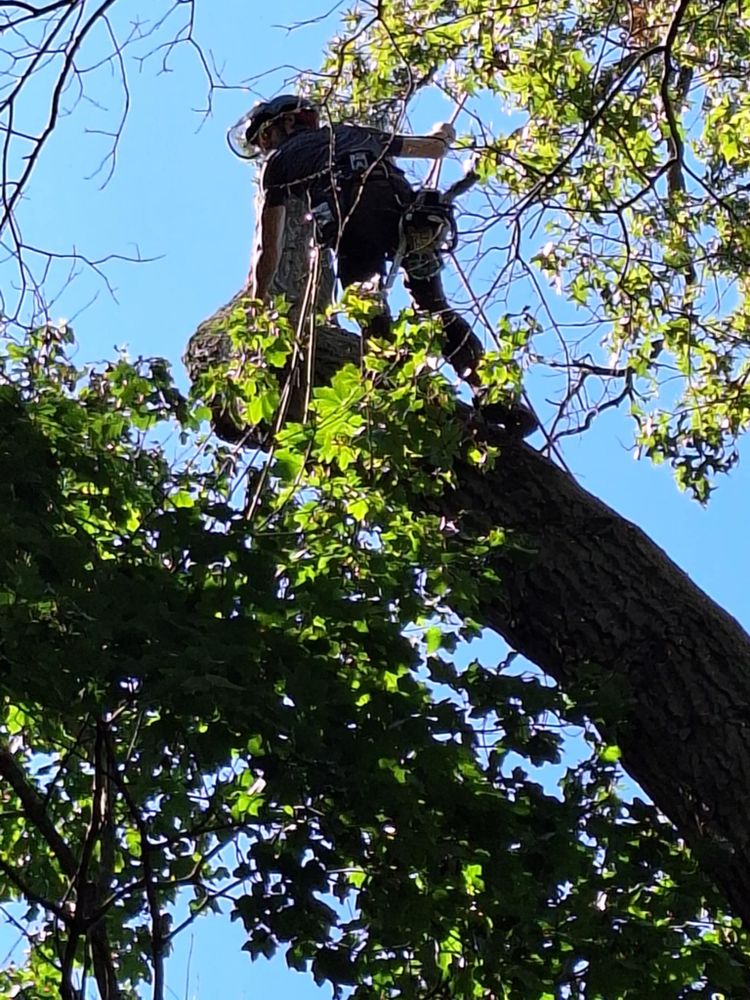 All Photos for Highborn Tree Service in Wheatfield, IN