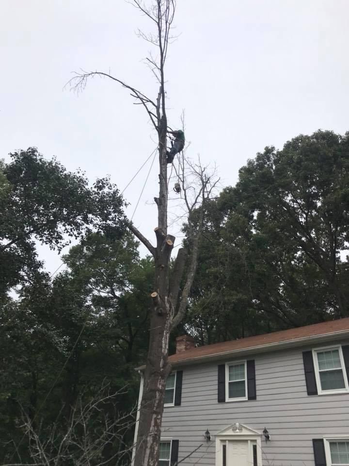 All Photos for Branch Out Tree Care LLC in Fredericksburg, VA