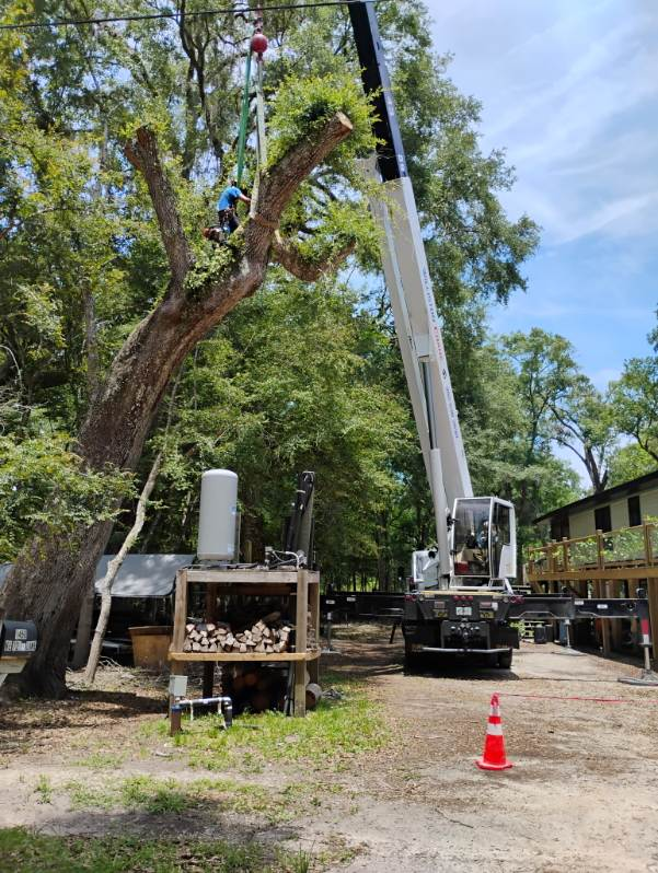 All Photos for Asbell's Tree & Land Services in Gilchrist County, FL