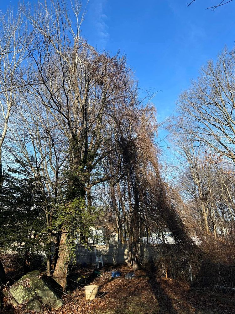 Our Land Clearing service is the perfect solution for homeowners looking to create a clean slate on their property by removing trees, stumps, brush, or other vegetation efficiently. for Leaf and Limb in Townsend, MA