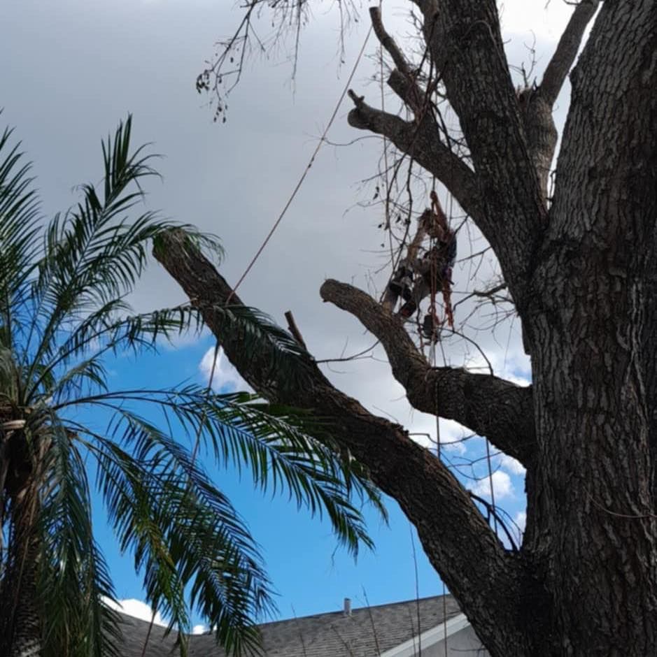 Other Services for Silver City Tree and Landscape in Taunton, MA