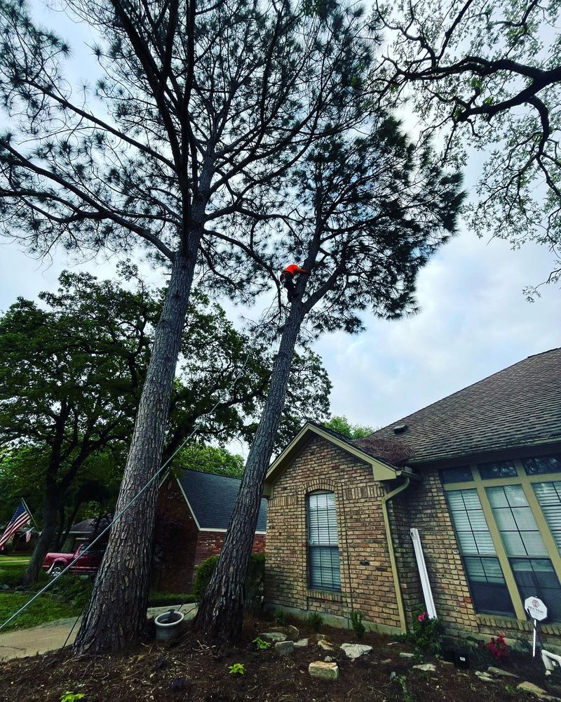 Tree Service for The S&L Good Fellas LLC in Irving, TX