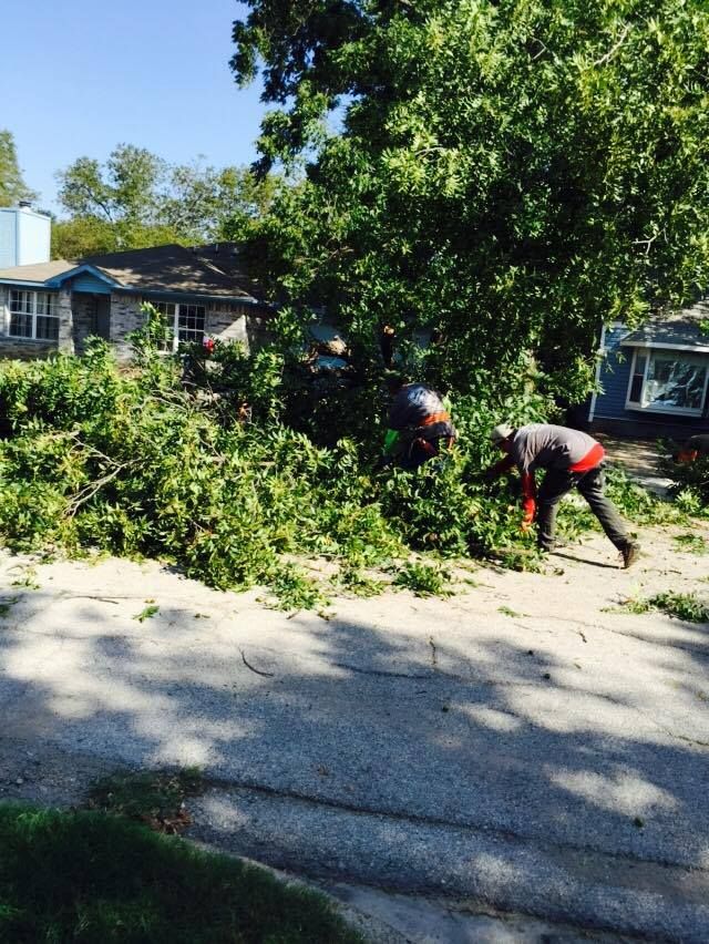 Tree Trimming and Removal for Classic cut tree trimming and removal in Arlington, TX
