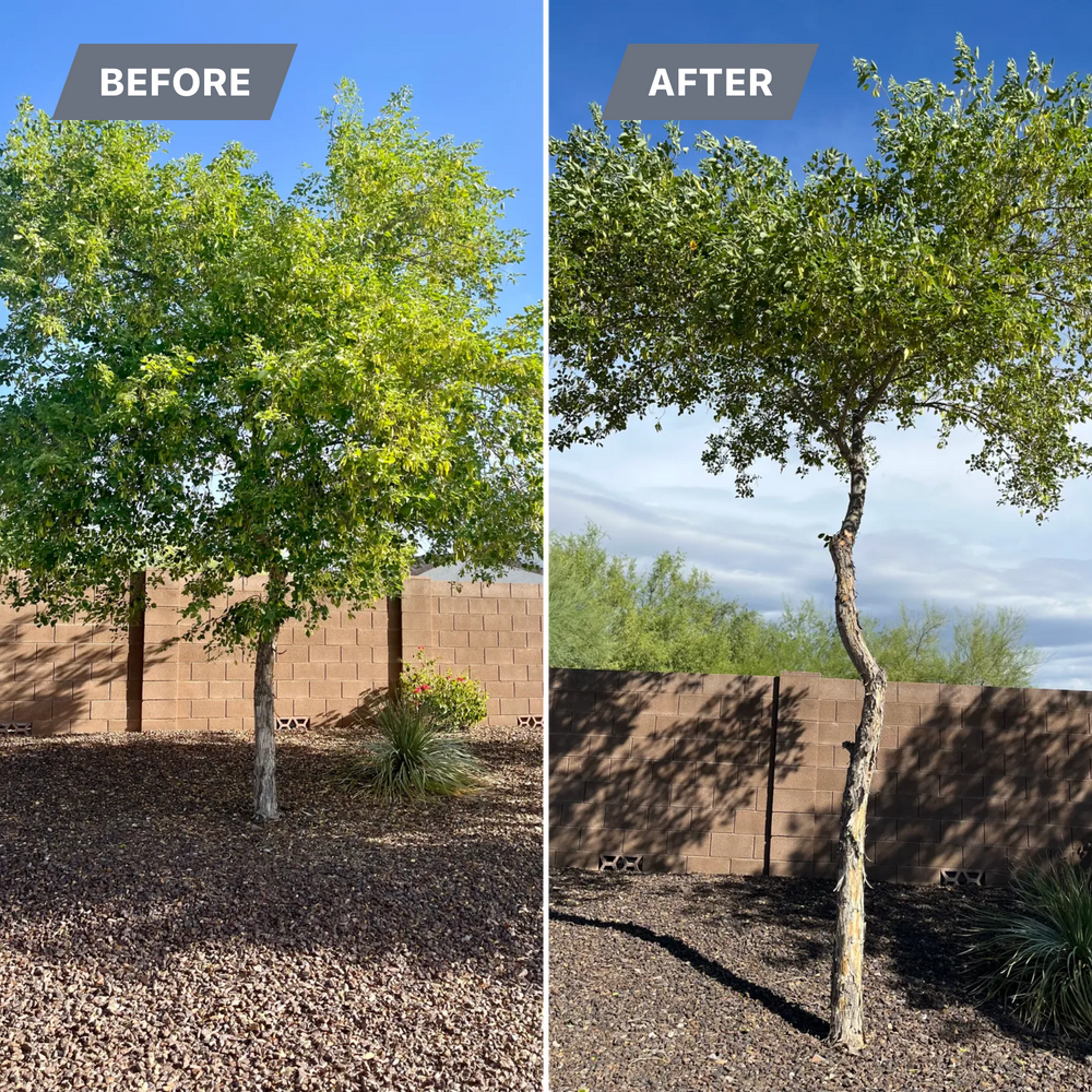 Topiary & Lawn Care for Grand Canyon State Landscape Inc. in Surprise, AZ
