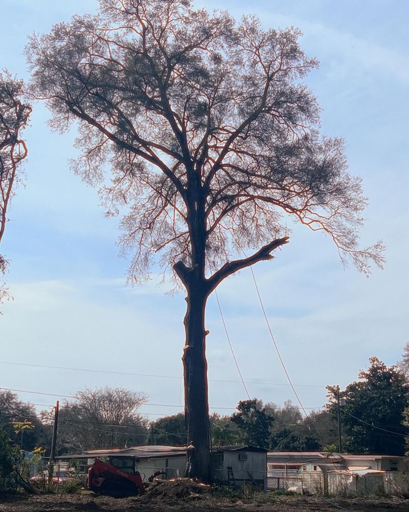 All Photos for EB Trees and Landscape in Holiday, FL