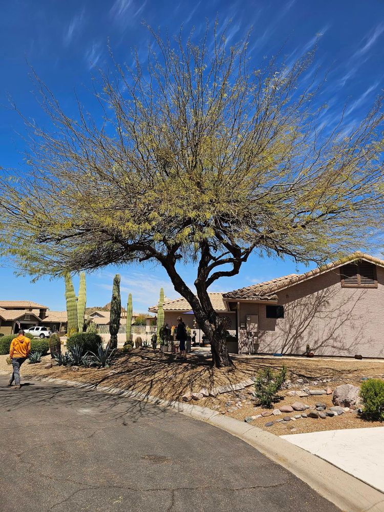 Tree Removal for T's Tree Service and Firewood in Apache Junction, AZ