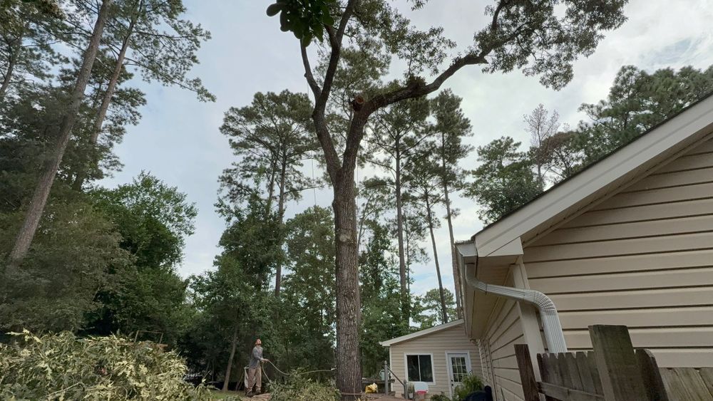 Enhance your landscape's health and beauty with our professional tree trimming service, designed to promote healthy growth, improve safety, and elevate the aesthetic appeal of your property. for T N L - Tree and Land Service in Reynolds, GA