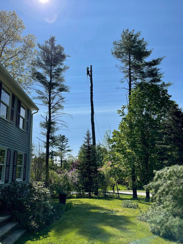 All Photos for Green In Green Out Tree Services in Westbrook, ME