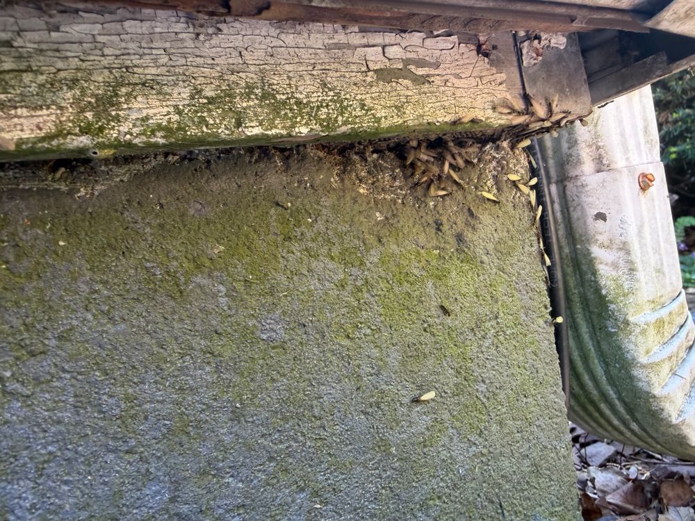 All Photos for All-In Pest Control & Home Solutions in Greene County, IN
