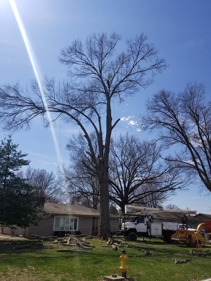 Tree Removal for Lightning Tree Service in Corydon, IN