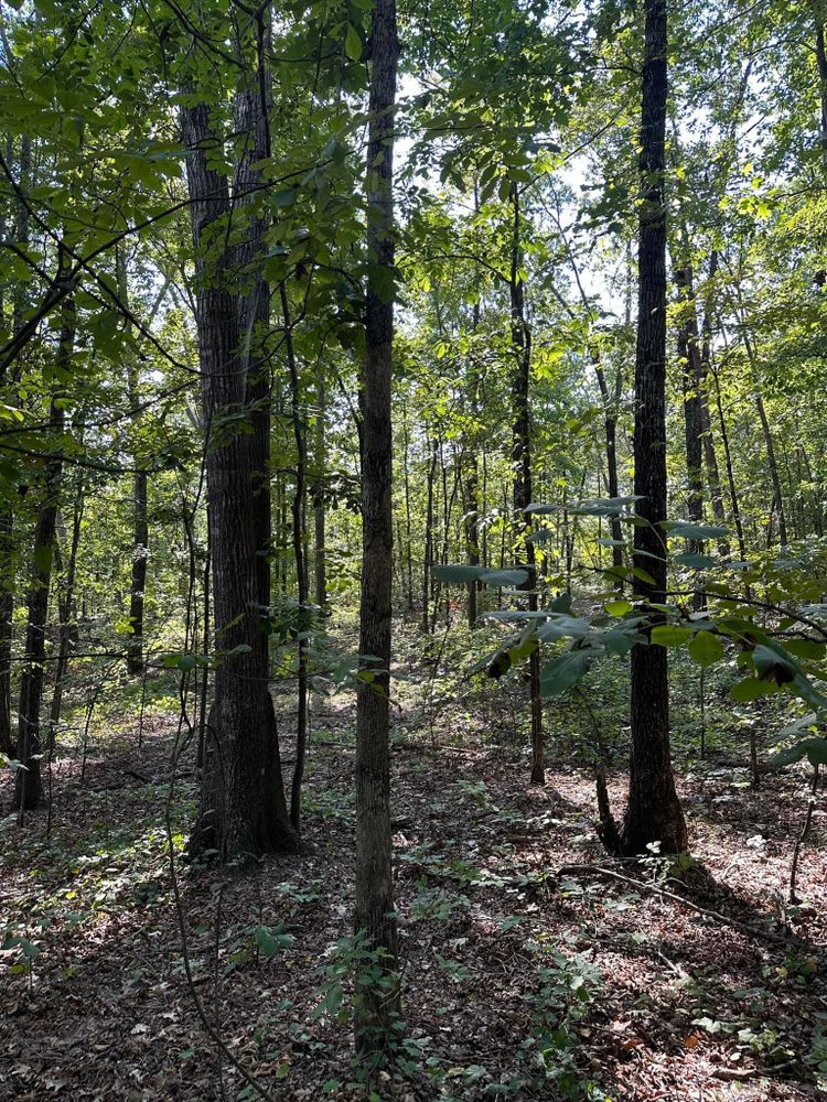 All Photos for A.P Land Management in Atlanta, Ga