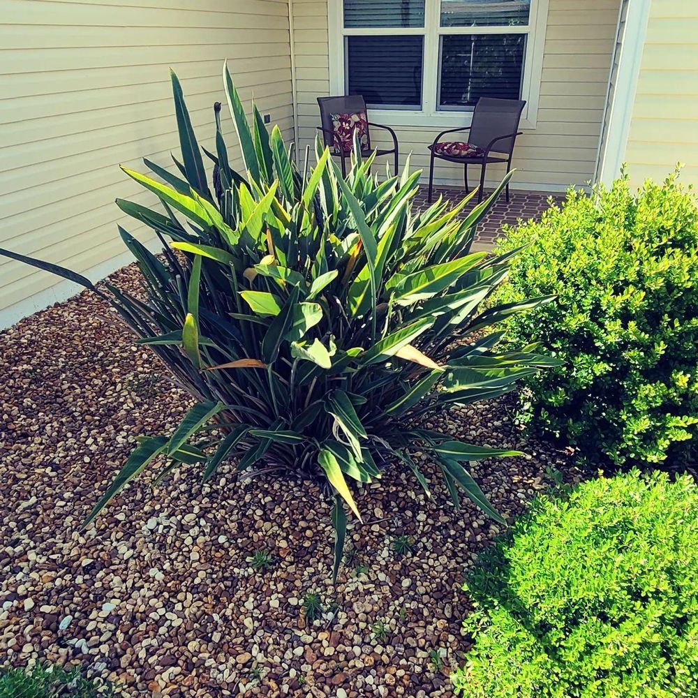 All Photos for TopNotch Landscaping Services  in The Villages, FL