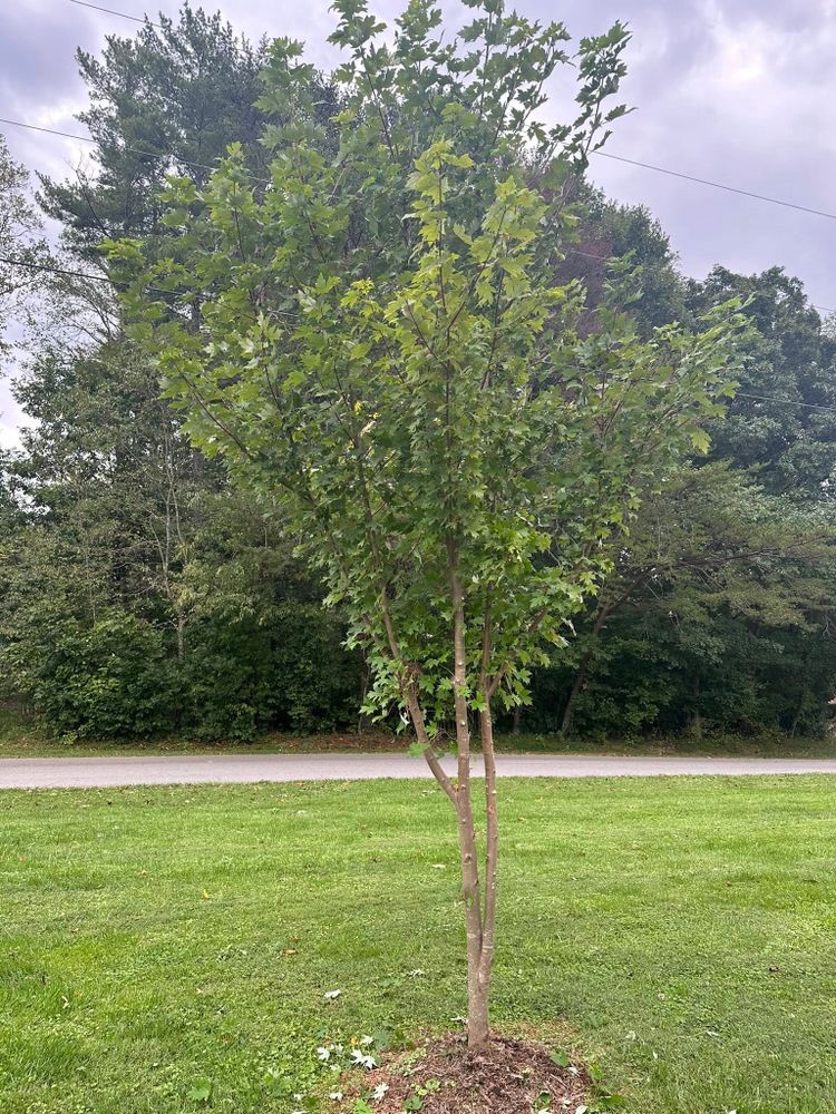 Our professional tree trimming service enhances your property's beauty, promotes healthy growth, and ensures safety by removing hazardous branches. Trust our experienced team for precise cuts and outstanding care of your trees. for Ramirez Tree Care in Elkin, NC