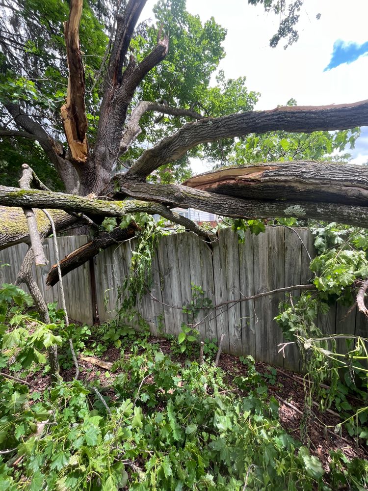 All Photos for Licensed to Cut Tree Service in Athens, PA