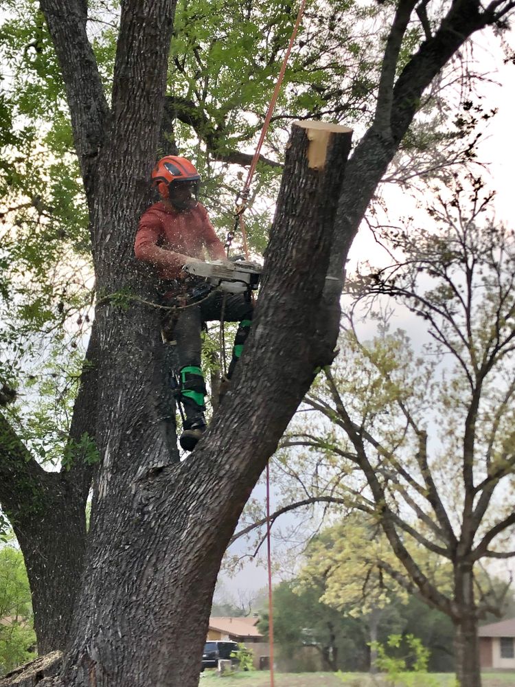 Tree climbing  for Z’s Trees LLC in Grey Forest, TX