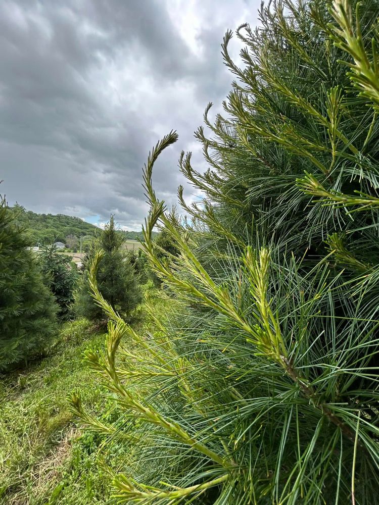 Discover our premium Canaan Fir trees, offering delightful fragrance and lush greenery. Perfectly pre-cut for your convenience, we ensure an elegant holiday centerpiece with minimal effort at our tree lot. for Spring Creek Evergreens in Red Wing, MN