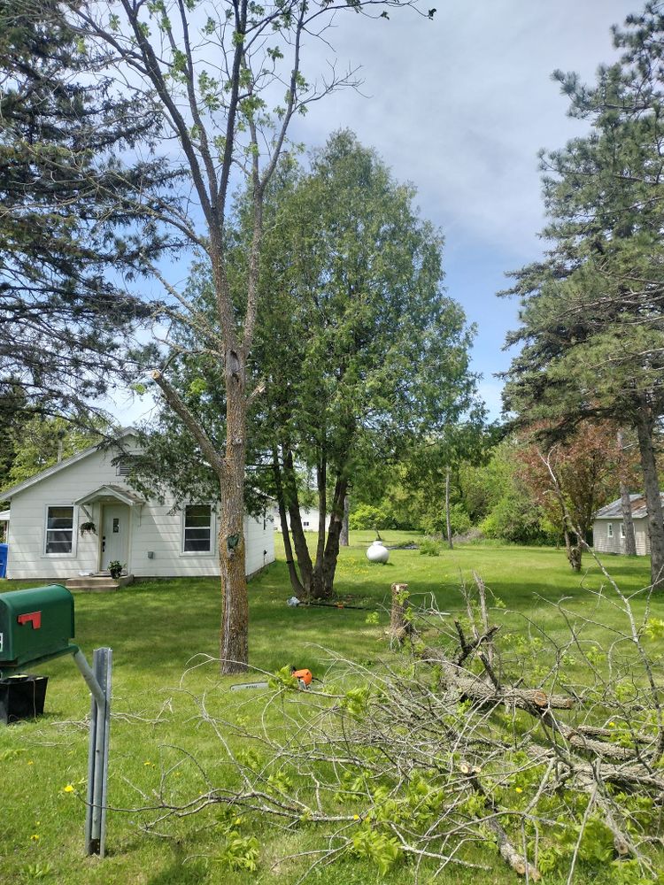 Our professional Tree Removal service safely and efficiently eliminates unwanted trees from your property, enhancing safety, aesthetics, and overall landscape health. Contact us today for a free consultation. for Dan's tree service in Bemidji, MN