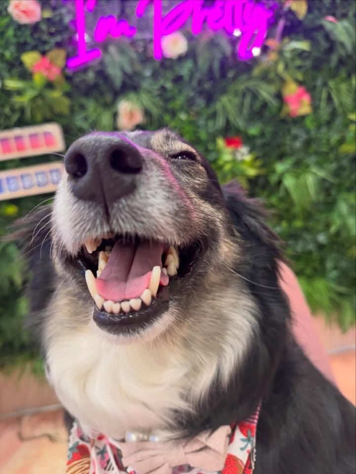 All Photos for Sweet Pearl's Ice Cream in Garland, TX