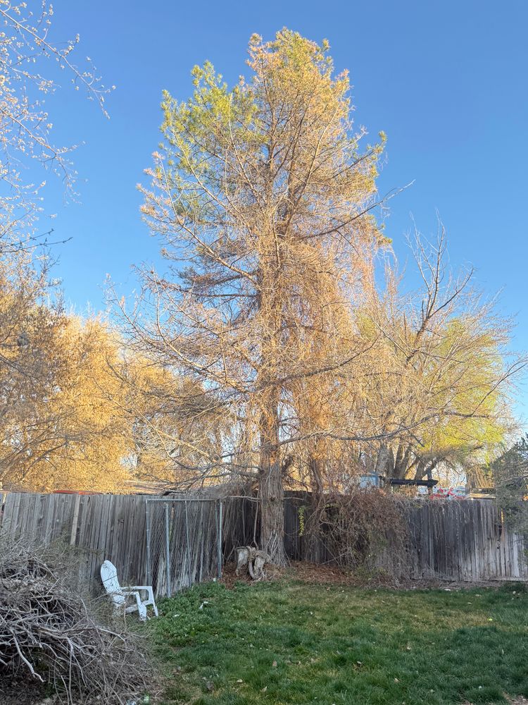 All Photos for Platinum Lawn Service in Santaquin, UT