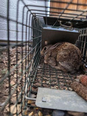 All Photos for Topper's Wildlife Removal in Garland, TX