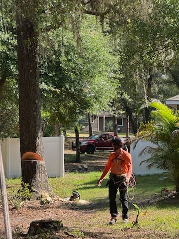 Our Tree Removal service provides safe, efficient removal of unwanted or hazardous trees, utilizing skilled professionals and specialized equipment to ensure minimal impact on your property and maximum peace of mind. for Narrow Path Tree Service in Deland, FL