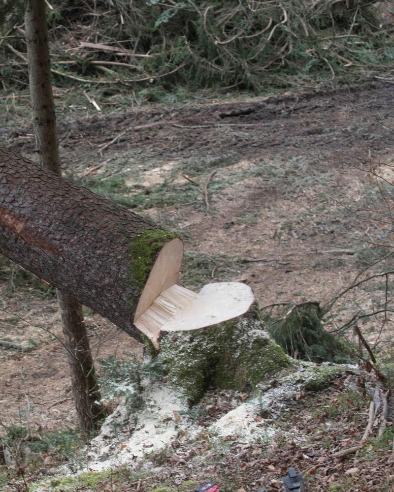 All Photos for Oakwood Tree Removal LLC in Oak Creek,  WI