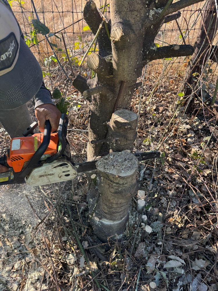 Tree trimming  for Willamette Landscaping and Tree Services in Albany, OR