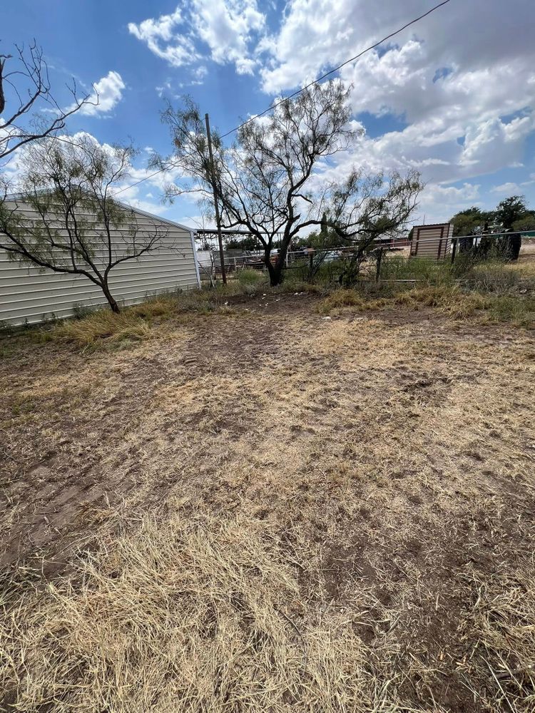 All Photos for Lion In The Tree Trimming Service in Big Spring, TX
