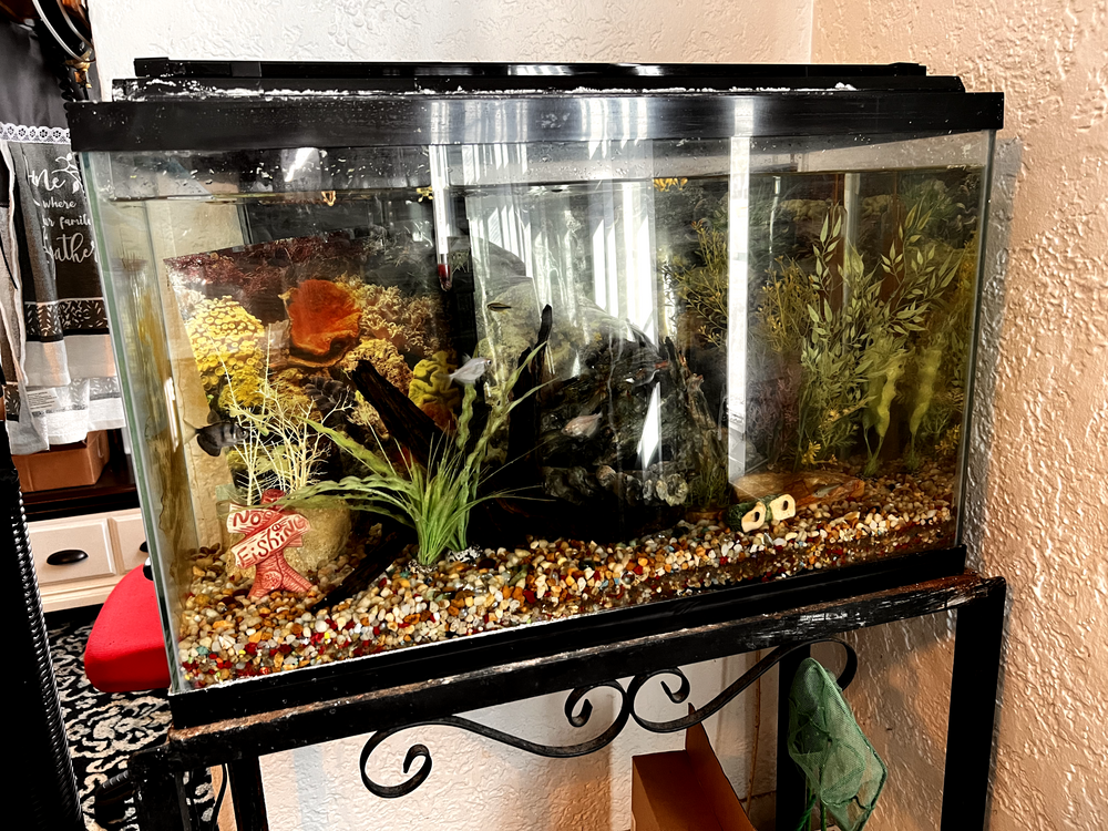BEFORE AND AFTER for Aquariums by Sharyn in The State of Florida, FL