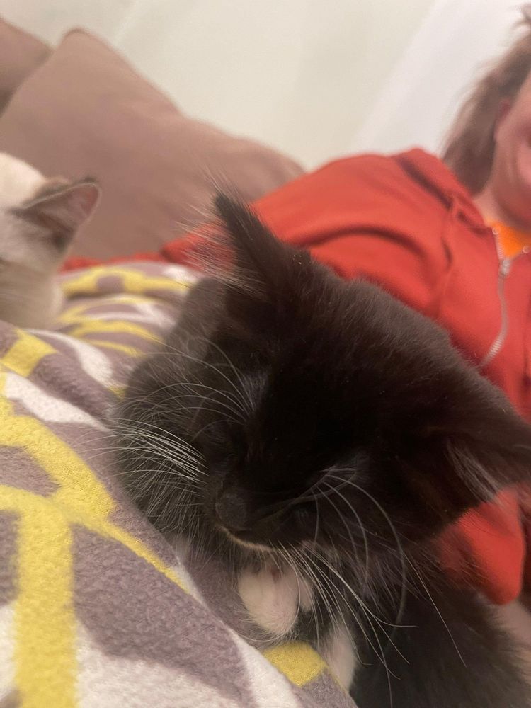 It's really about the pets we meet along the way... for Mr. Pipe Dreams LLC in Colorado Springs, CO