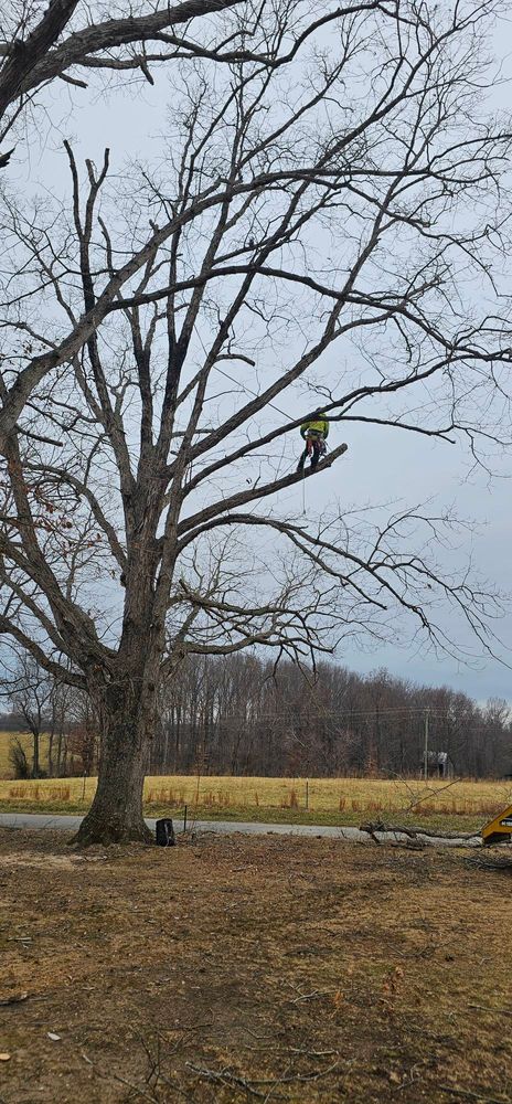 All Photos for Hamlett Tree Service LLC in Clover, VA