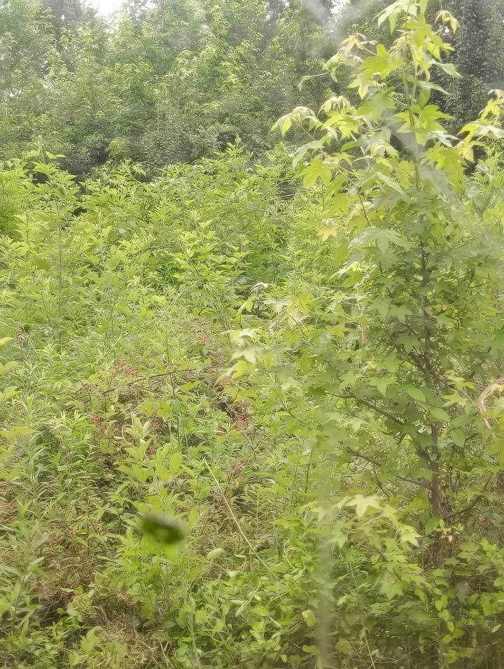 All Photos for 5 Star Land Management in Beech Bluff, TN