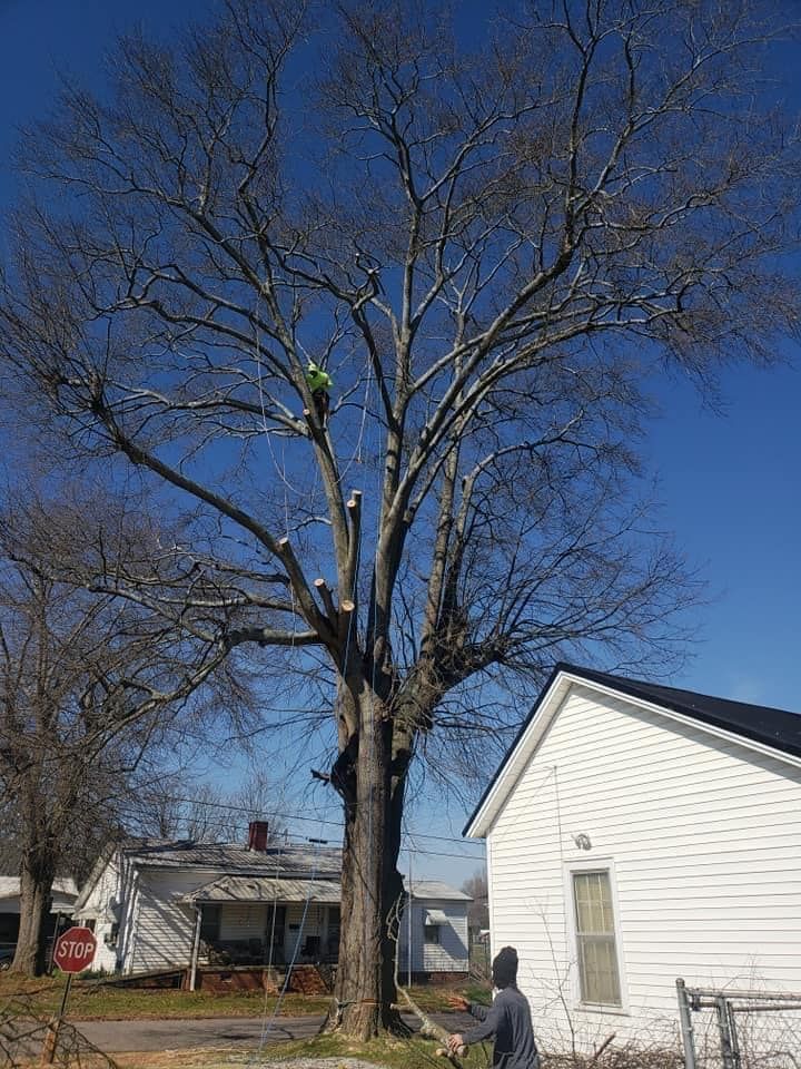 Tree Service for Paradise Landscaping and Tree Service in Greenville, SC