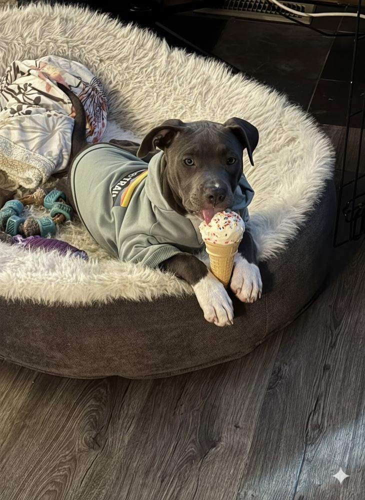 All Photos for Curbside Clips Mobile Grooming in Roachdale, Indiana