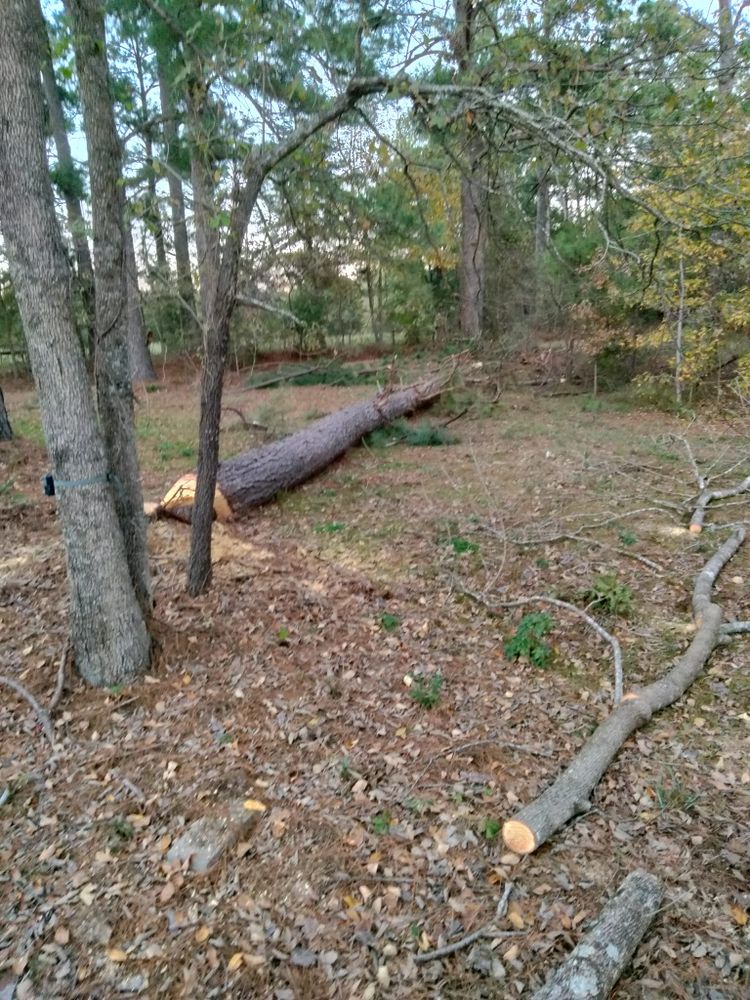 Tree Removal for J&S Tree Services  in Quitman,  TX