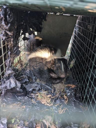 All Photos for Topper's Wildlife Removal in Garland, TX