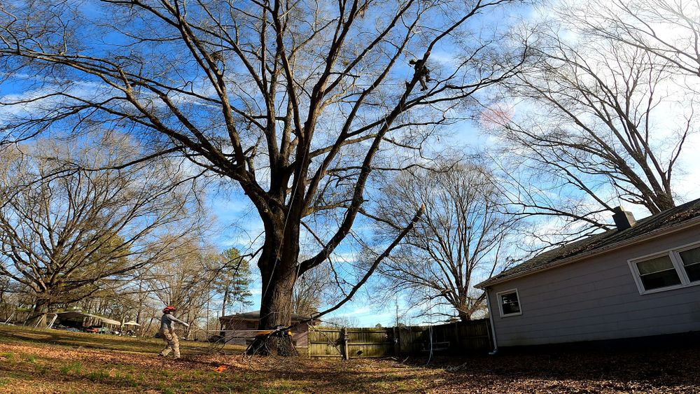 Tree Removal for Preserve A Tree LLC in  Mount Pleasant, North Carolina