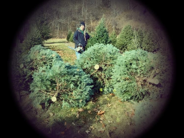 Discover our White Pine service, offering beautifully pre-cut trees that are lush, fragrant, and meticulously selected for quality. Perfect to enhance your holiday decor with timeless elegance and natural beauty. for Spring Creek Evergreens in Red Wing, MN