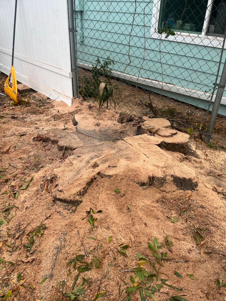 All Photos for Busy Beaver Stump Removal, Inc in Clearwater, FL