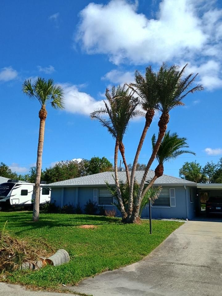 Palm Planting and Maintenance for Unity Maintenance & More LLC in Englewood, FL